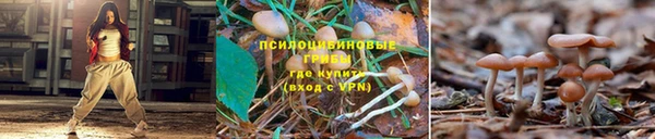 СК Новозыбков